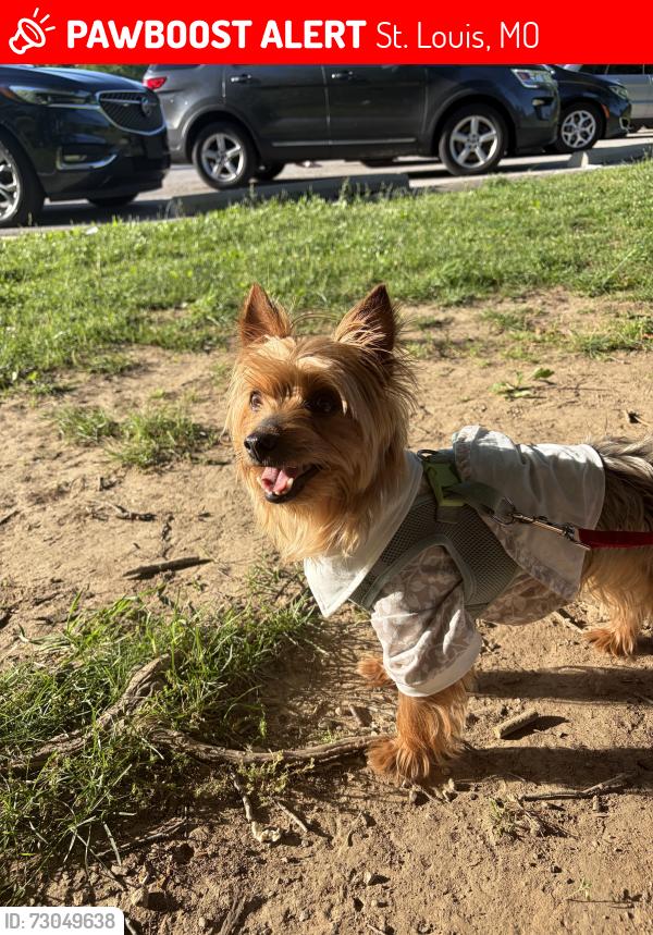 Lost Male Dog last seen Concord, St. Louis, MO 63128