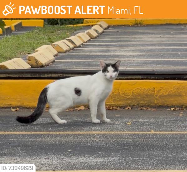 Found/Stray Male Cat last seen Midtown Miami, Miami, FL 33137