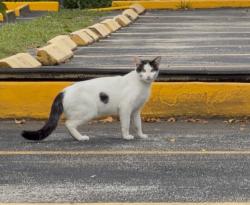 Found/Stray Male Cat last seen Midtown Miami, Miami, FL 33137