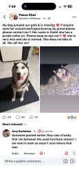 Lost Female Dog last seen Darlington road over by grand blvd. Last seen on grand blvd before mile stretch, Holiday, FL 34691