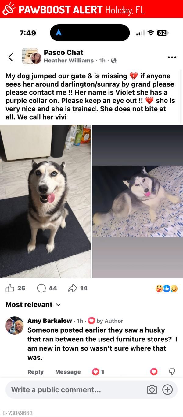 Lost Female Dog last seen Darlington road over by grand blvd. Last seen on grand blvd before mile stretch, Holiday, FL 34691