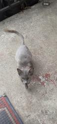 Lost Female Cat last seen Leon H Washington park, Los Angeles, CA 90002