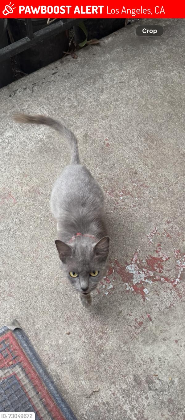 Lost Female Cat last seen Leon H Washington park, Los Angeles, CA 90002