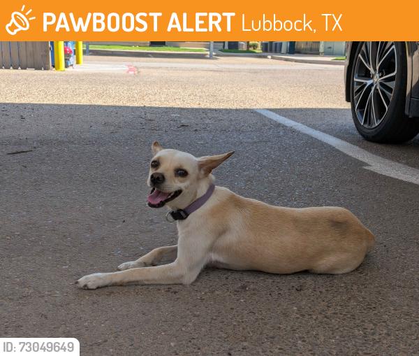 Found/Stray Female Dog last seen Avenue T, Lubbock, TX 79401