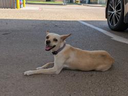 Found/Stray Female Dog last seen Avenue T, Lubbock, TX 79401