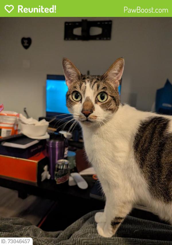 Reunited Male Cat last seen Near Cloverdale Mall, Toronto, ON M9B