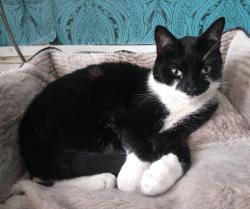 Lost Male Dog last seen Clapton, London, Greater London, England 