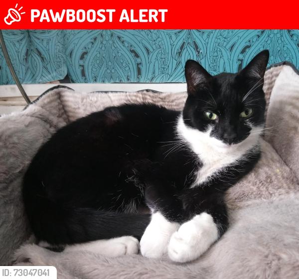 Lost Male Dog last seen Clapton, London, Greater London, England 