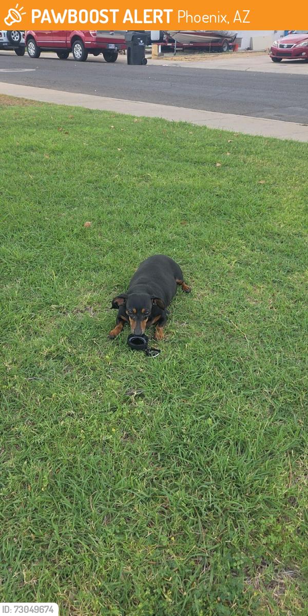 Found/Stray Male Dog last seen Acoma x Hearn (Acacia Park), Phoenix, AZ 85053