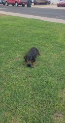 Found/Stray Male Dog last seen Acoma x Hearn (Acacia Park), Phoenix, AZ 85053