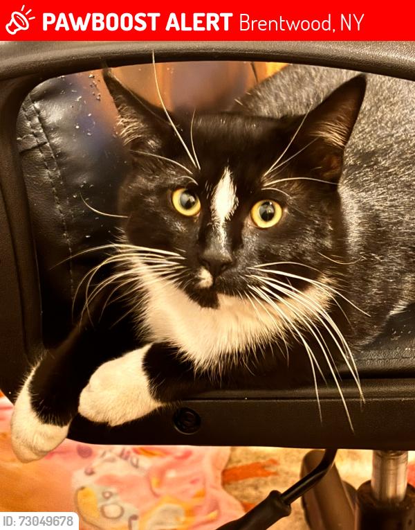 Lost Male Cat last seen Express Drive South, Brentwood, NY 11717