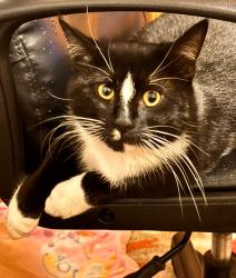 Lost Male Cat last seen Express Drive South, Brentwood, NY 11717