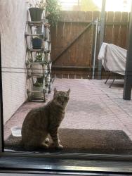 Found/Stray Unknown Cat last seen Ingraham & Haines, San Diego, CA 92109