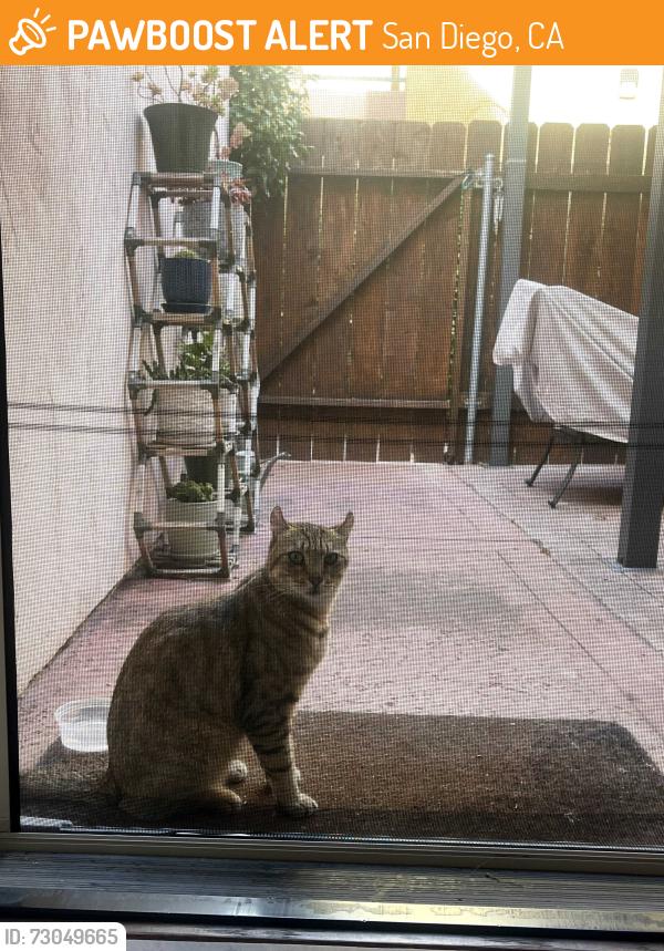 Found/Stray Unknown Cat last seen Ingraham & Haines, San Diego, CA 92109