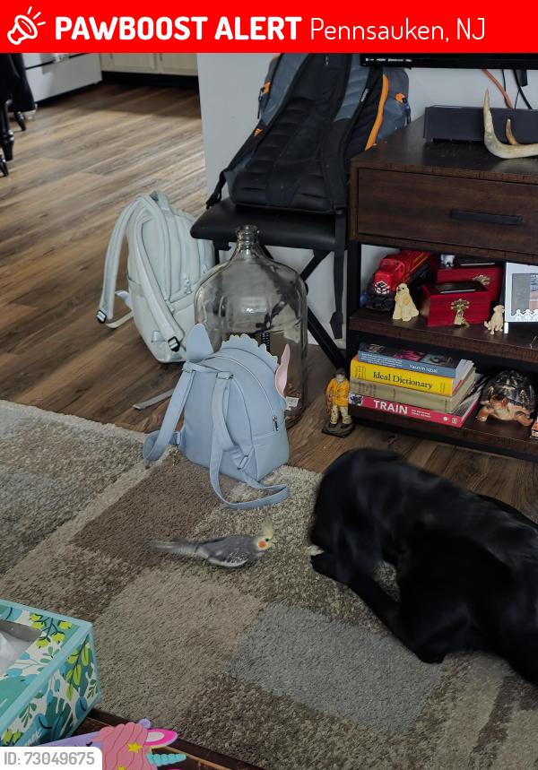 Lost Unknown Bird last seen Collins ave and haddonfeild rd, Pennsauken, NJ 08110