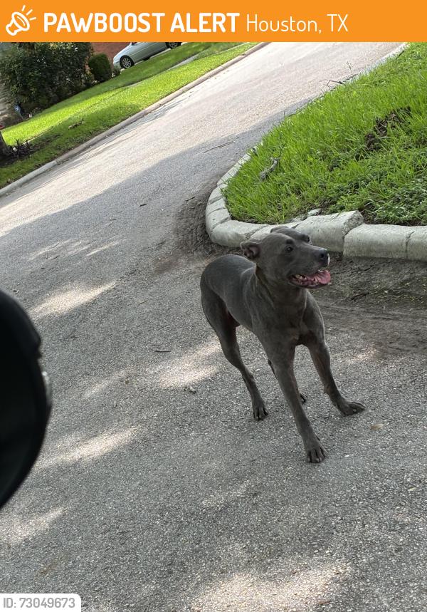 Found/Stray Male Dog last seen Arbor at Burkett, Houston, TX 77004