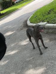 Found/Stray Male Dog last seen Arbor at Burkett, Houston, TX 77004