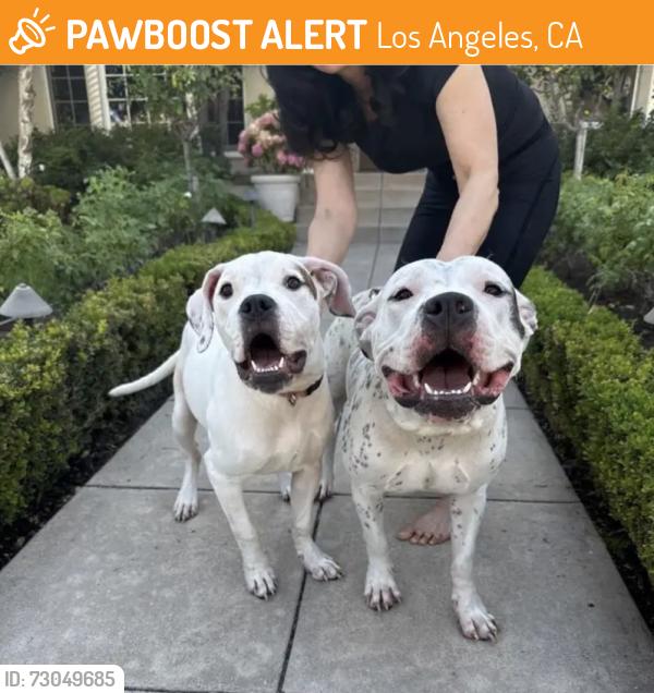 Found/Stray Female Dog last seen Victoria Ave in Windsor Village , Los Angeles, CA 90005