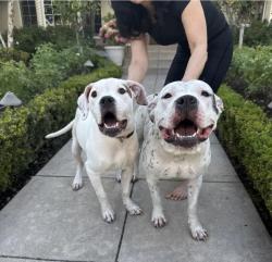 Found/Stray Female Dog last seen Victoria Ave in Windsor Village , Los Angeles, CA 90005