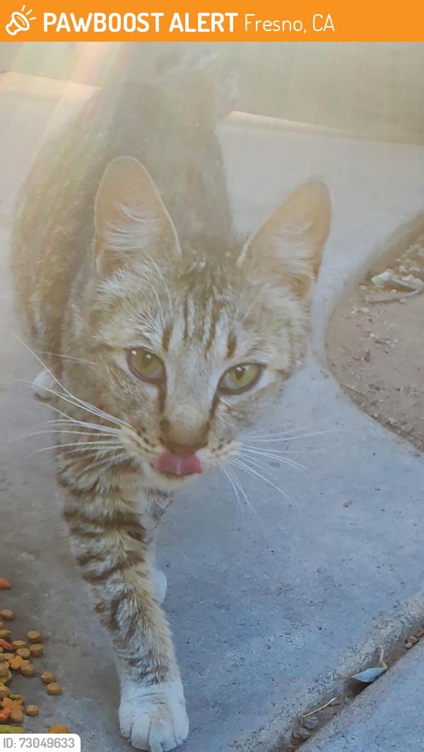 Found/Stray Female Cat last seen McKinley/Cornelia/Polk near Central Elementary, Fresno, CA 93722