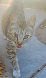 Found/Stray Female Cat last seen McKinley/Cornelia/Polk near Central Elementary, Fresno, CA 93722