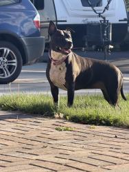 Found/Stray Unknown Dog last seen Lucia St /Lois Way, Bend, OR 97702