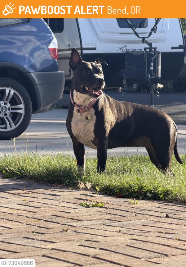 Found/Stray Unknown Dog last seen Lucia St /Lois Way, Bend, OR 97702