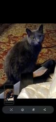 Lost Male Cat last seen E Providence & S linden , Aldan, PA 19018