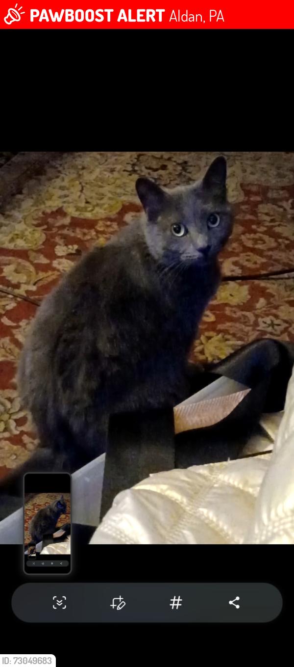 Lost Male Cat last seen E Providence & S linden , Aldan, PA 19018