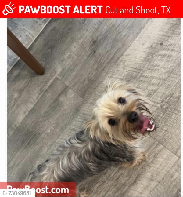 Lost Female Dog last seen Willis Waukegan , Cut and Shoot, TX 77303