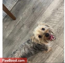 Lost Female Dog last seen Willis Waukegan , Cut and Shoot, TX 77303