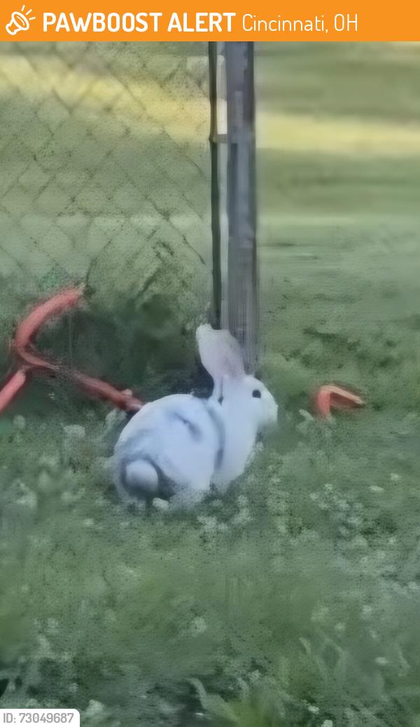 Found/Stray Unknown Rabbit last seen Westwood Water Tower, Cincinnati, OH 45211