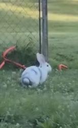 Found/Stray Unknown Rabbit last seen Westwood Water Tower, Cincinnati, OH 45211