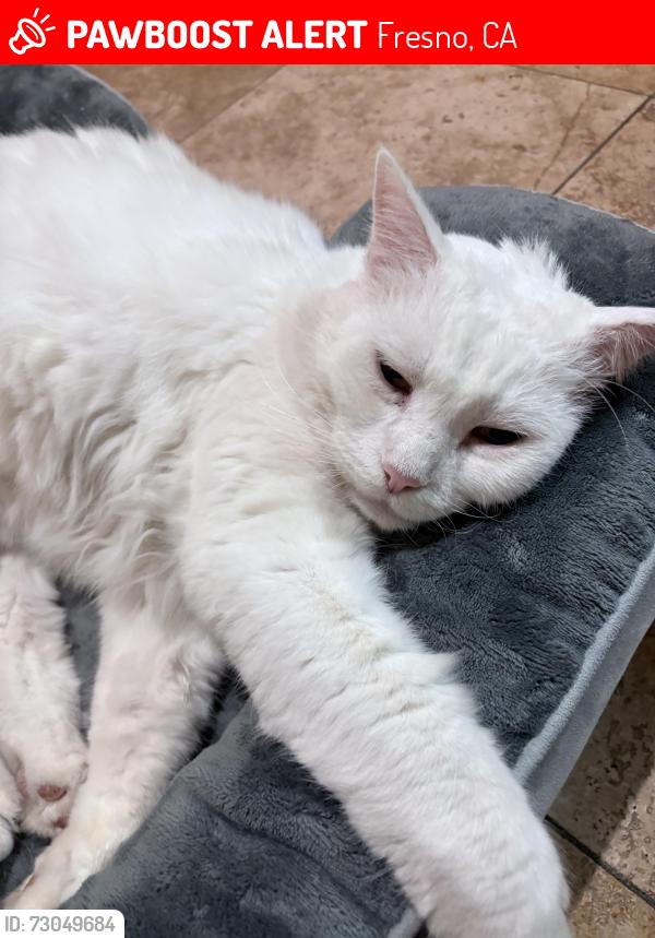 Lost Male Cat last seen Decatur and Monte, Fresno, CA 93711