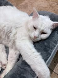 Lost Male Cat last seen Decatur and Monte, Fresno, CA 93711
