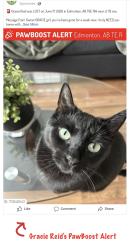 Lost Female Cat last seen Near St 79 Ave, Edmonton, AB T6E 1R4