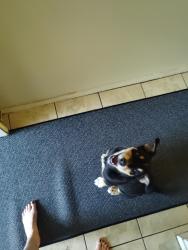 Found/Stray Male Dog last seen 64th and Ourat, Albuquerque, NM 87120