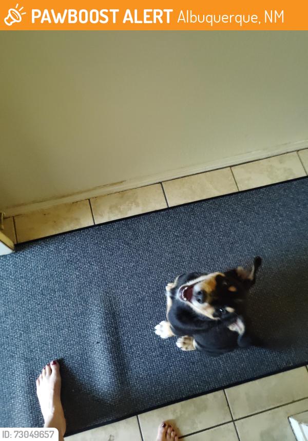 Found/Stray Male Dog last seen 64th and Ourat, Albuquerque, NM 87120