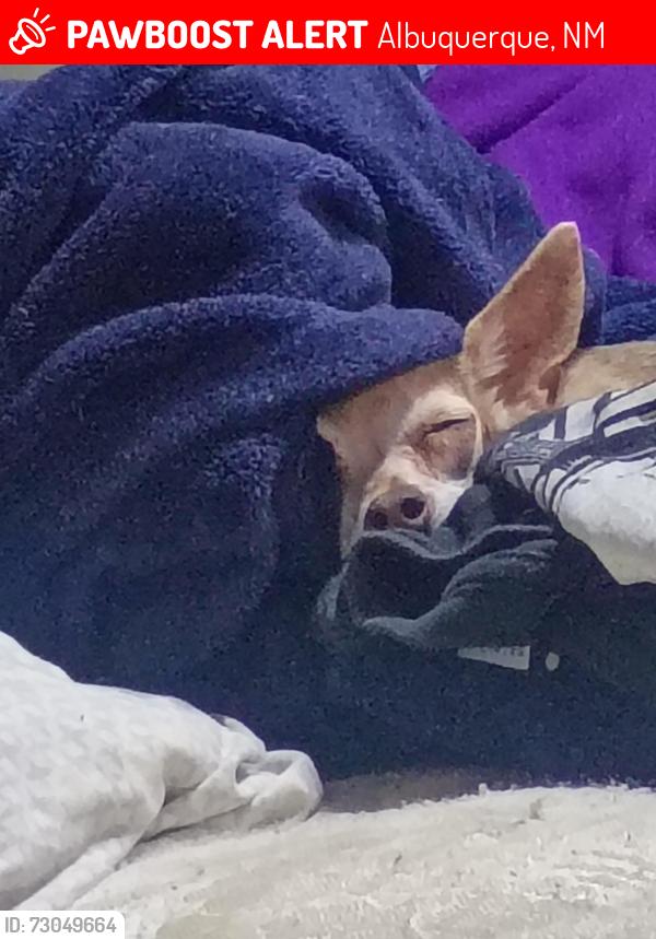 Lost Female Dog last seen Uñser and southern, Albuquerque, NM 87114