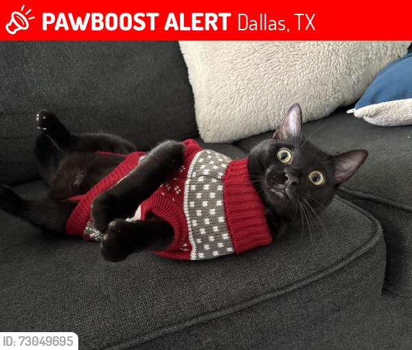 Lost Male Cat last seen Hampton/Davis, Dallas, TX 75211