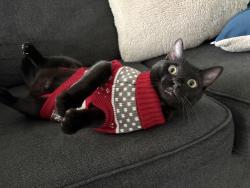 Lost Male Cat last seen Hampton/Davis, Dallas, TX 75211