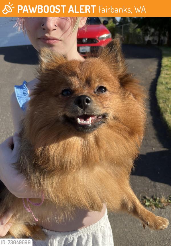 Found/Stray Female Dog last seen T street, Fairbanks, WA 99158