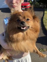 Found/Stray Female Dog last seen T street, Fairbanks, WA 99158