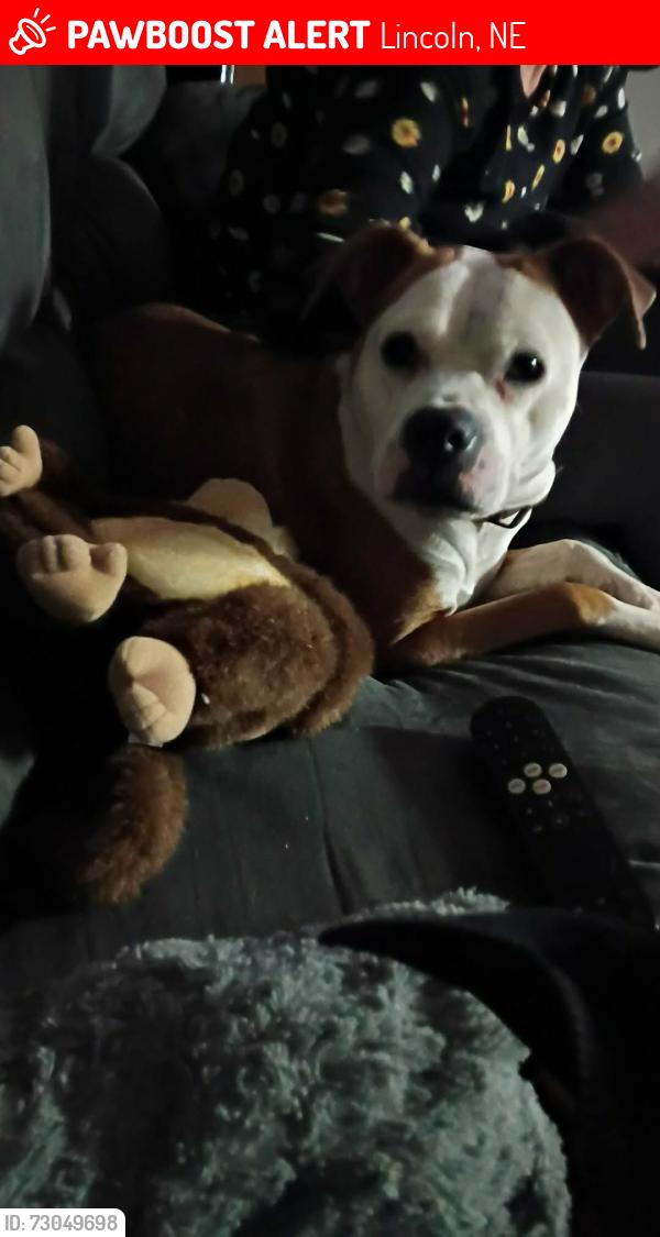 Lost Female Dog last seen Lincoln Nebraska, Lincoln, NE 68508