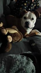 Lost Female Dog last seen Lincoln Nebraska, Lincoln, NE 68508