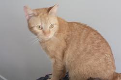 Reunited Female Cat last seen Inkberry Place, Angier, Johnston County, NC 27501