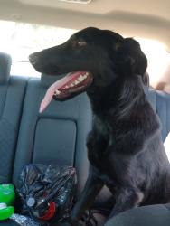 Found/Stray Female Dog last seen Moody ave. & Marcel Dr., Orange Park, FL 32073