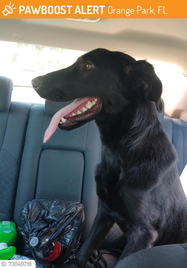 Found/Stray Female Dog last seen Moody ave. & Marcel Dr., Orange Park, FL 32073