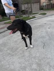 Found/Stray Male Dog last seen Mason and hse and haul rd, Cypress, TX 77433