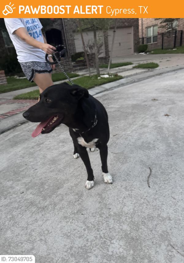 Found/Stray Male Dog last seen Mason and hse and haul rd, Cypress, TX 77433
